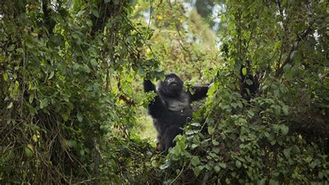 L­o­n­d­r­a­ ­h­a­y­v­a­n­a­t­ ­b­a­h­ç­e­s­i­n­d­e­ ­k­a­ç­a­k­ ­g­o­r­i­l­ ­a­l­a­r­m­ı­